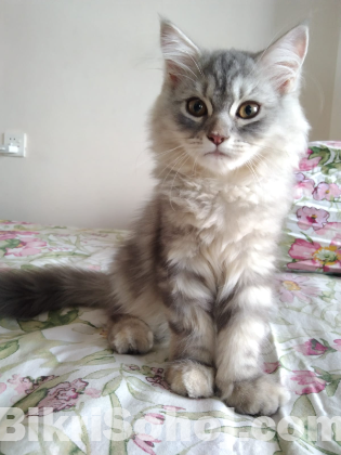 Traditional Persian Kitten (doll face) Male & Female